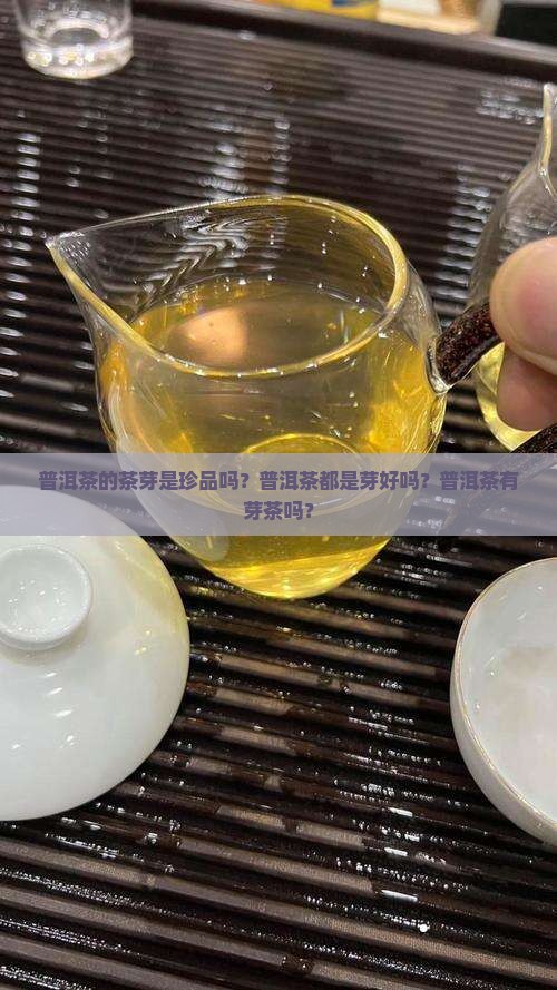 普洱茶的茶芽是珍品吗