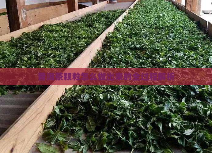 普洱茶颗粒怎么做出来的全过程解析