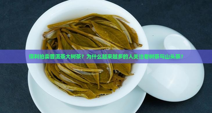 保利拍卖普洱茶大树茶？为什么越来越多的人关注老树茶与山头茶？