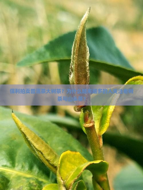 保利拍卖普洱茶大树茶？为什么越来越多的人关注老树茶与山头茶？