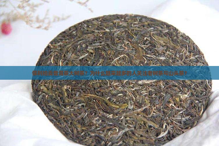 保利拍卖普洱茶大树茶？为什么越来越多的人关注老树茶与山头茶？