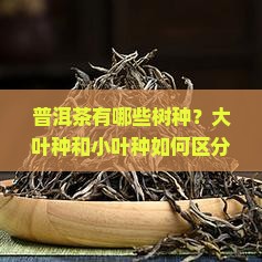 普洱茶有哪些树种？大叶种和小叶种如何区分？古树茶与台地茶有何不同？