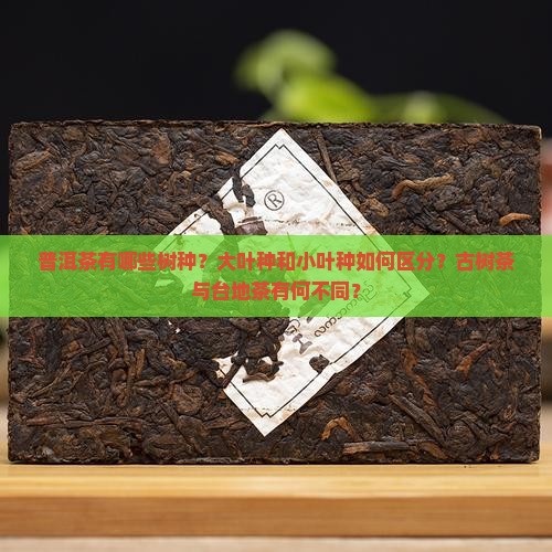 普洱茶有哪些树种？大叶种和小叶种如何区分？古树茶与台地茶有何不同？