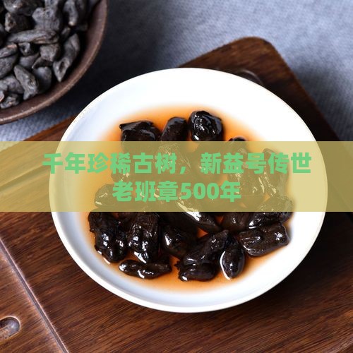 千年珍稀古树，新益号传世老班章500年
