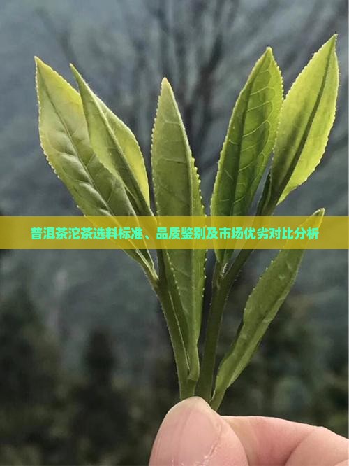 普洱茶沱茶选料标准、品质鉴别及市场优劣对比分析