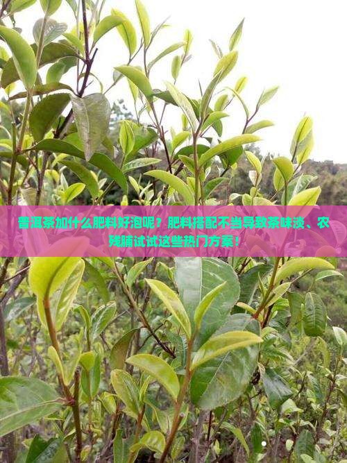 普洱茶加什么肥料好泡呢？肥料搭配不当导致茶味淡、农残脯试试这些热门方案！