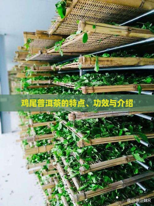 鸡尾普洱茶的特点、功效与介绍