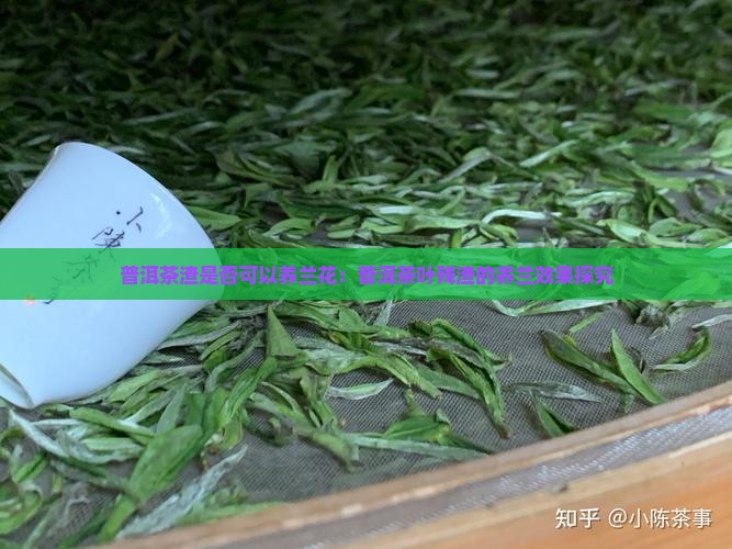 普洱茶渣是否可以养兰花：普洱茶叶残渣的养兰效果探究