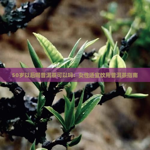 50岁以后喝普洱茶可以吗：女性适宜饮用普洱茶指南