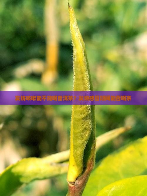 发烧咳嗽能不能喝普洱茶？发烧感冒期间能否喝茶