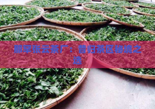 那罕张云茶厂：昔归茶区秘境之选