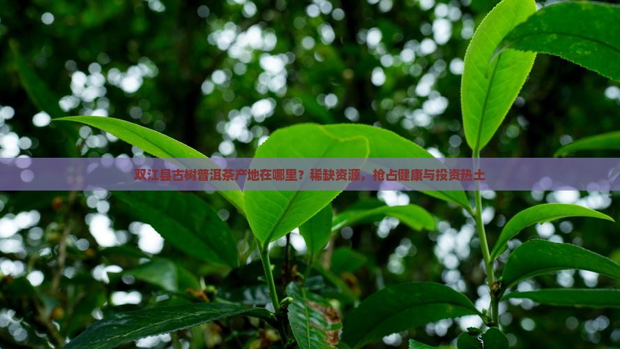 双江县古树普洱茶产地在哪里？稀缺资源，抢占健康与投资热土