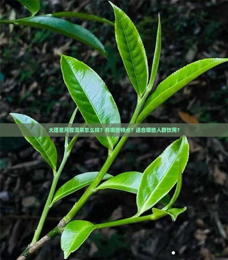 大理茗月普洱茶怎么样？有哪些特点？适合哪些人群饮用？