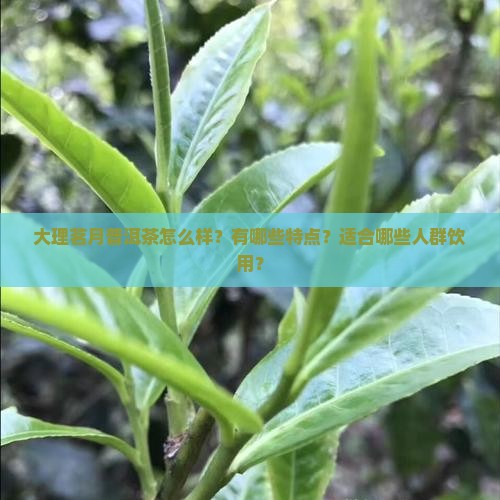 大理茗月普洱茶怎么样？有哪些特点？适合哪些人群饮用？