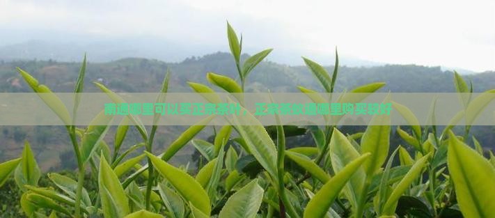 南通哪里可以买正宗茶叶，正宗茶蚁通哪里购买较好