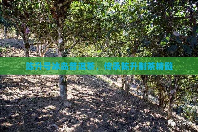 陈升号冰岛普洱茶，传承陈升制茶精髓