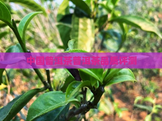 中国普洱茶普洱茶品质评测
