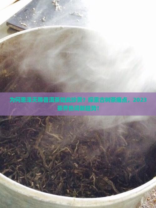 为何恩泽天赐普洱茶如此珍贵？探索古树茶痛点，2023茶界热词新趋势！