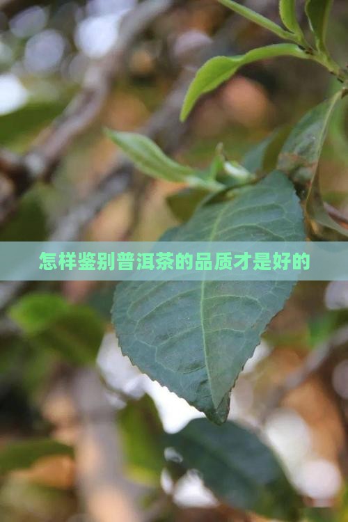 怎样鉴别普洱茶的品质才是好的
