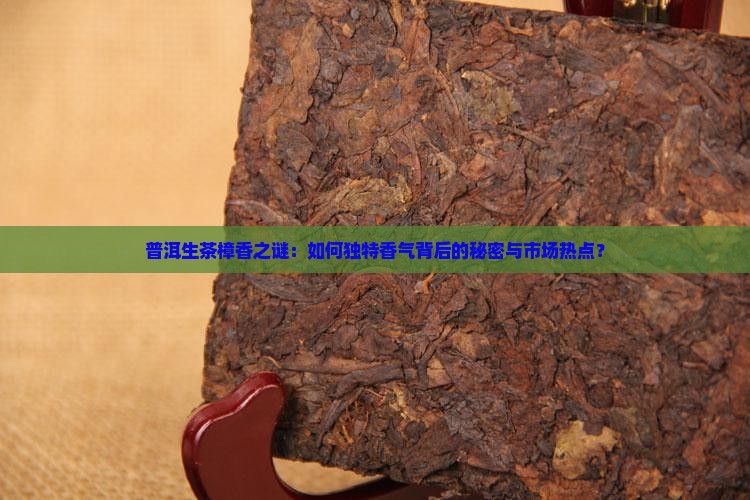 普洱生茶樟香之谜：如何独特香气背后的秘密与市场热点？
