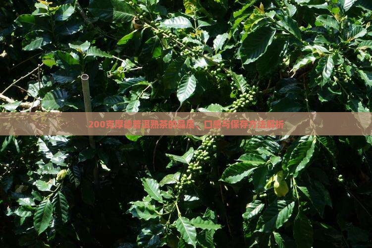 200克厚德普洱熟茶的品质、口感与保存方法解析