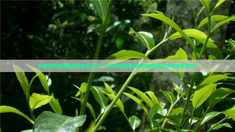 乐陵古树普洱茶的价格是多少？不同年份和等级的古树普洱茶价格有区别吗？