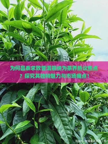 为何昌泰求败普洱茶纳为茶界热议焦点？探究其独特魅力与市场痛点！