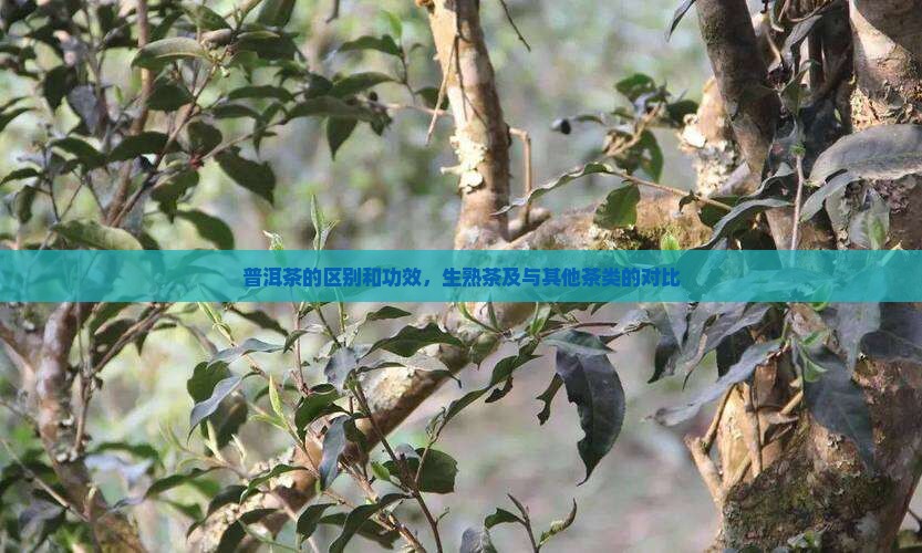 普洱茶的区别和功效，生熟茶及与其他茶类的对比