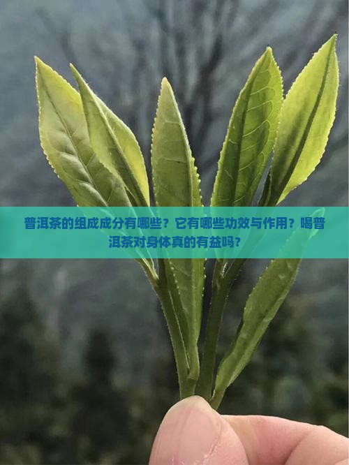 普洱茶的组成成分有哪些？它有哪些功效与作用？喝普洱茶对身体真的有益吗？
