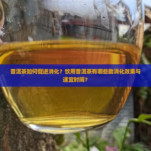 普洱茶如何促进消化？饮用普洱茶有哪些助消化效果与适宜时间？