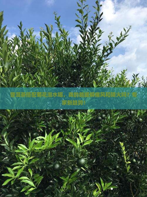 普洱茶搭配菊花泡水喝，真的能缓解痛风和降火吗？专家新趋势！