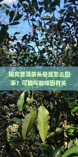 喝完普洱茶头晕是怎么回事？可能与咖啡因有关 | 饮茶小知识
