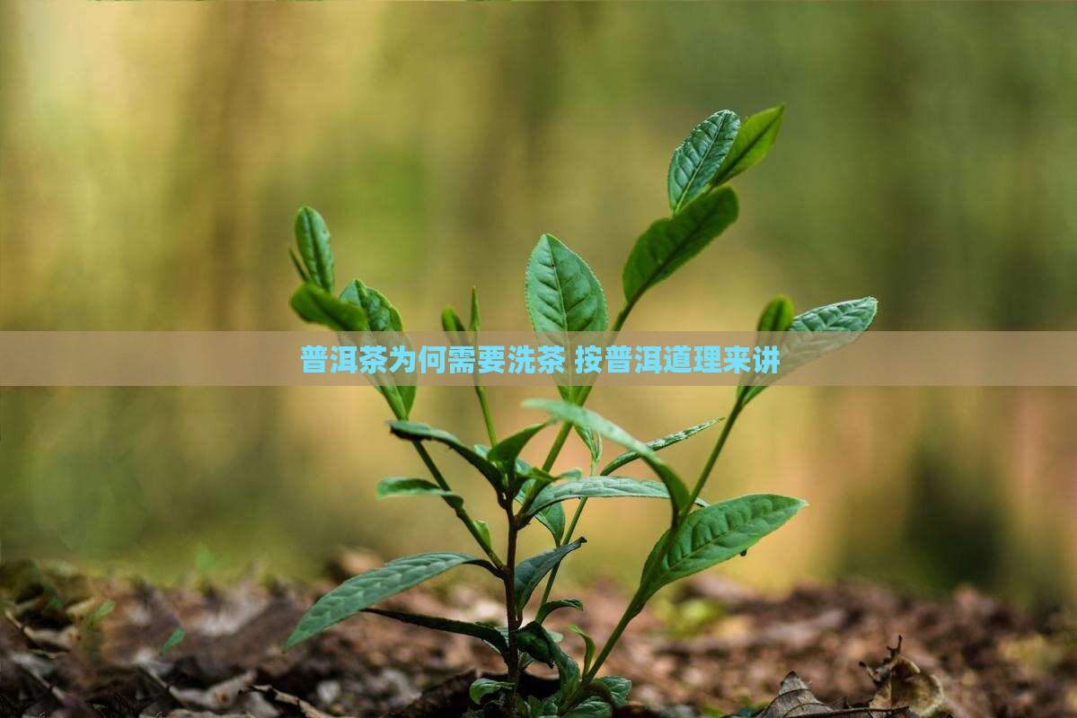 普洱茶为何需要洗茶 按普洱道理来讲