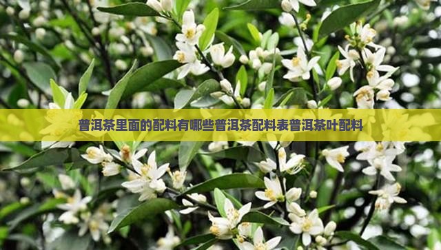 普洱茶里面的配料有哪些普洱茶配料表普洱茶叶配料