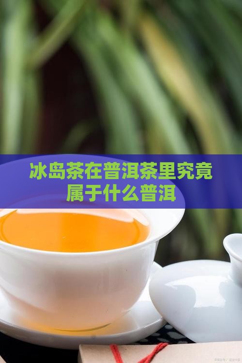 冰岛茶在普洱茶里究竟属于什么普洱