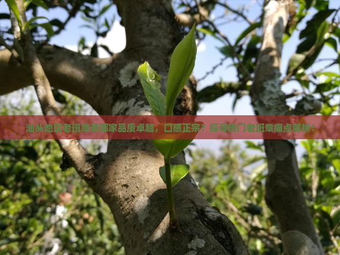 汕头地区老班章茶哪家品质卓越，口感正宗？探寻热门老班章痛点解析！