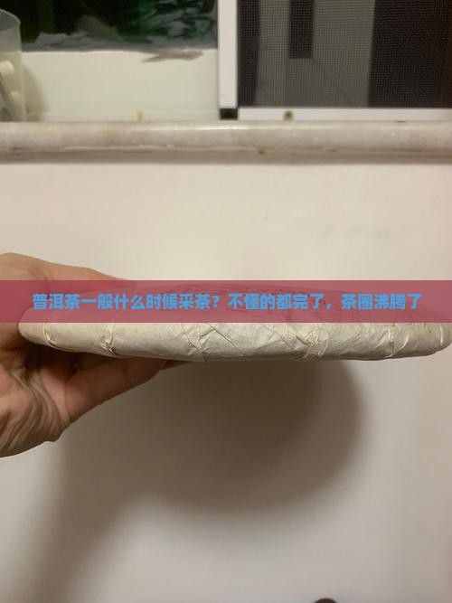 普洱茶一般什么时候采茶？不懂的都完了，茶圈沸腾了