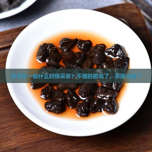 普洱茶一般什么时候采茶？不懂的都完了，茶圈沸腾了