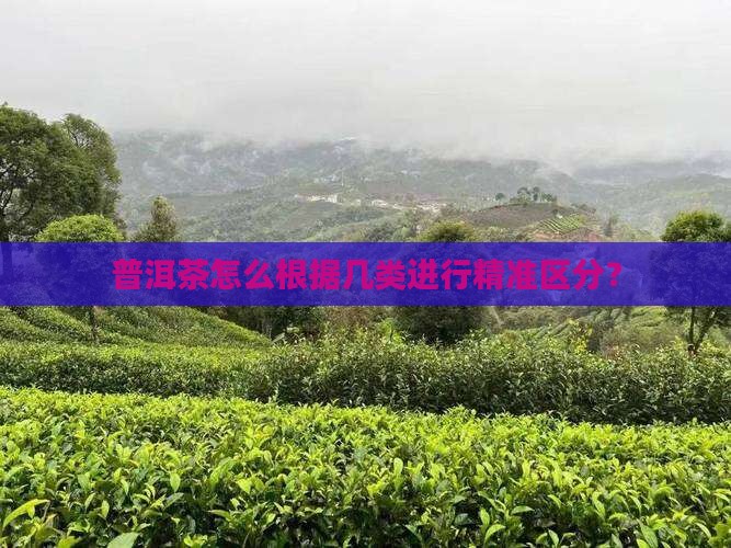 普洱茶怎么根据几类进行精准区分？