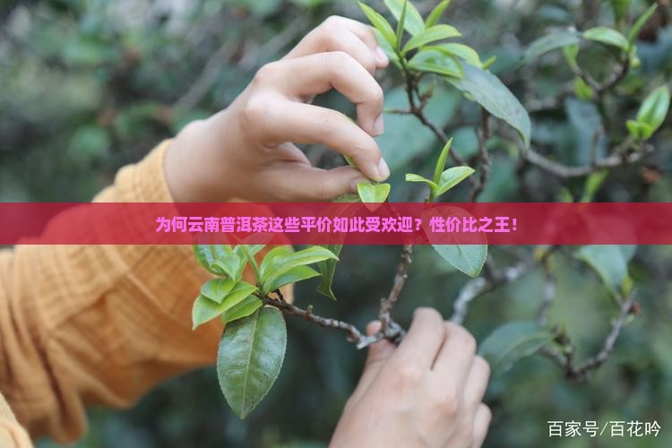 为何云南普洱茶这些平价如此受欢迎？性价比之王！