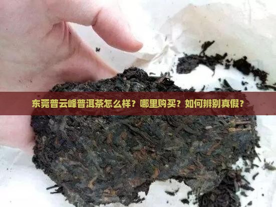 东莞普云峰普洱茶怎么样？哪里购买？如何辨别真假？