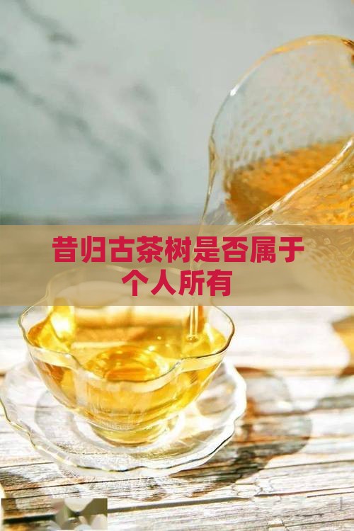 昔归古茶树是否属于个人所有