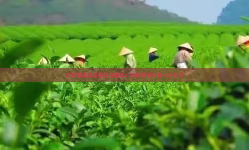 云南普洱冰岛茶王价格表：冰岛茶多少钱一斤公斤