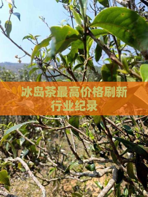 冰岛茶最高价格刷新行业纪录