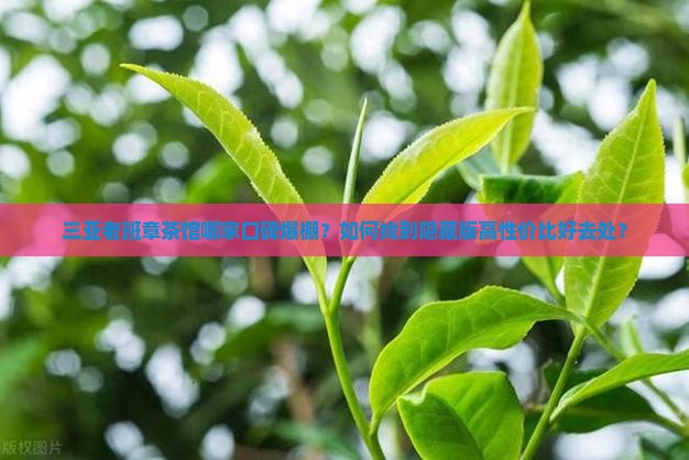 三亚老班章茶馆哪家口碑爆棚？如何找到隐藏版高性价比好去处？