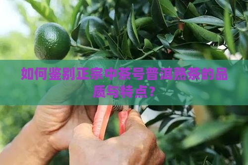 如何鉴别正宗中茶号普洱熟茶的品质与特点？