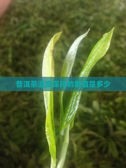 普洱茶湿度保持的数值是多少
