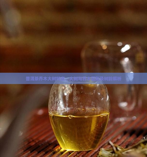 普洱茶乔木大树特点、大树与乔木区别及树龄解析
