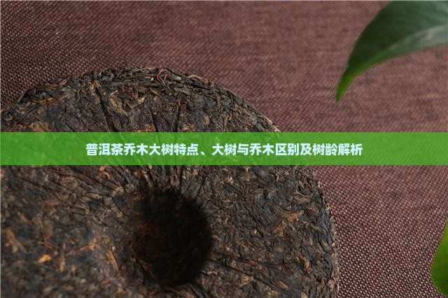 普洱茶乔木大树特点、大树与乔木区别及树龄解析