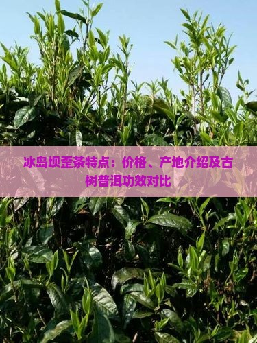 冰岛坝歪茶特点：价格、产地介绍及古树普洱功效对比